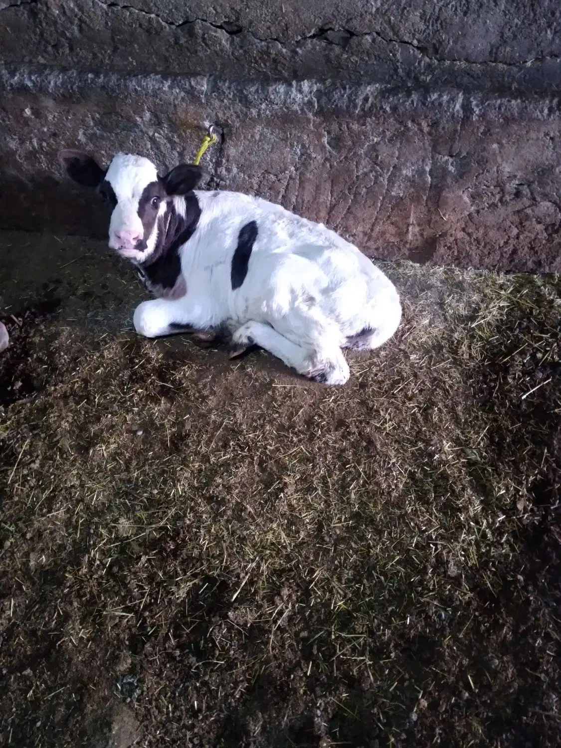 گوساله ۱۵ روزه شیر خوار ماده|حیوانات مزرعه|ارشق, |دیوار