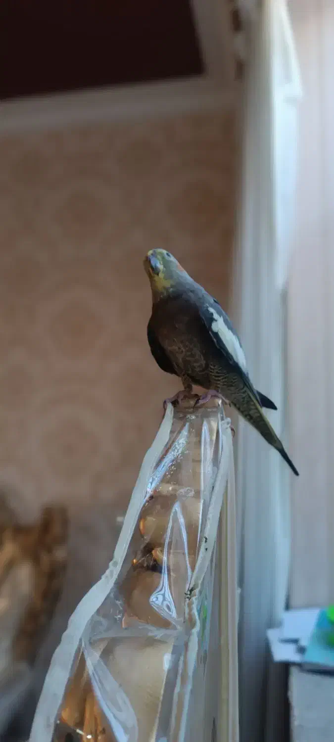 فروش عروس هلندی|پرنده|ایلام, |دیوار