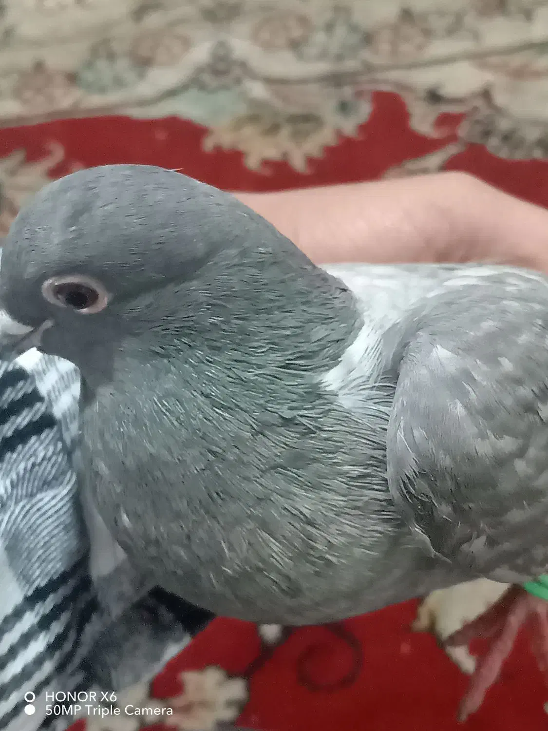 کفتر|پرنده|تربتحیدریه, بی بی حسنیه|دیوار