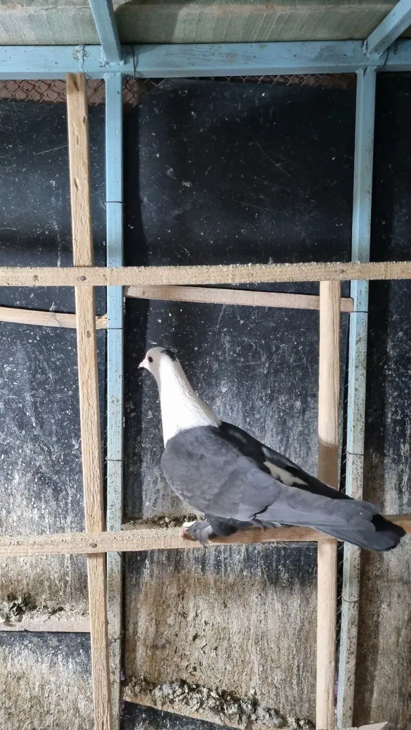 دو تا کلاغ کربلایی سیاه|پرنده|مشهد, ویلاشهر|دیوار