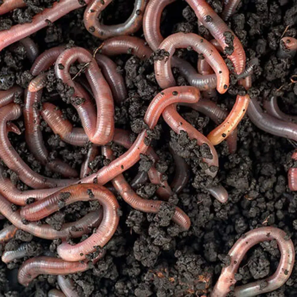 فروش کرم خاکی برای ماهیگیری و پرندگان|ماهیگیری|مهاباد (آذربایجان غربی), |دیوار