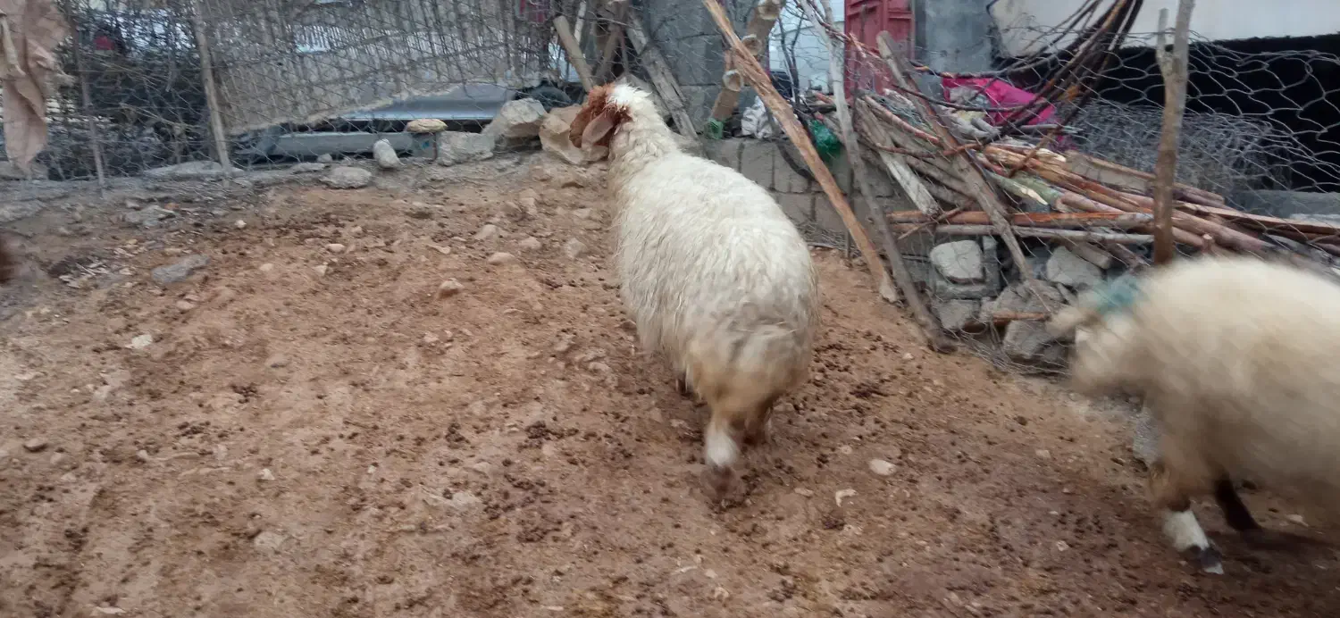 میش و بره|حیوانات مزرعه|سیوان, |دیوار