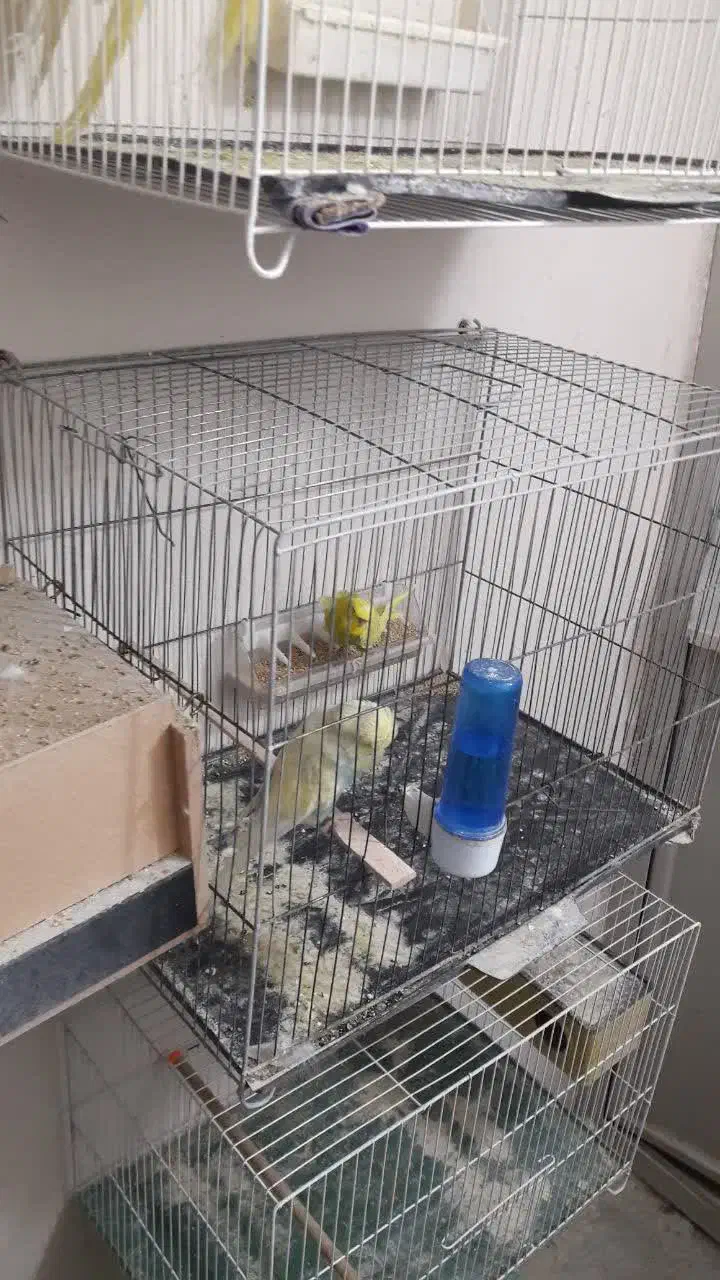 عروس هلندی و مرغ عشق|پرنده|گرگان, |دیوار