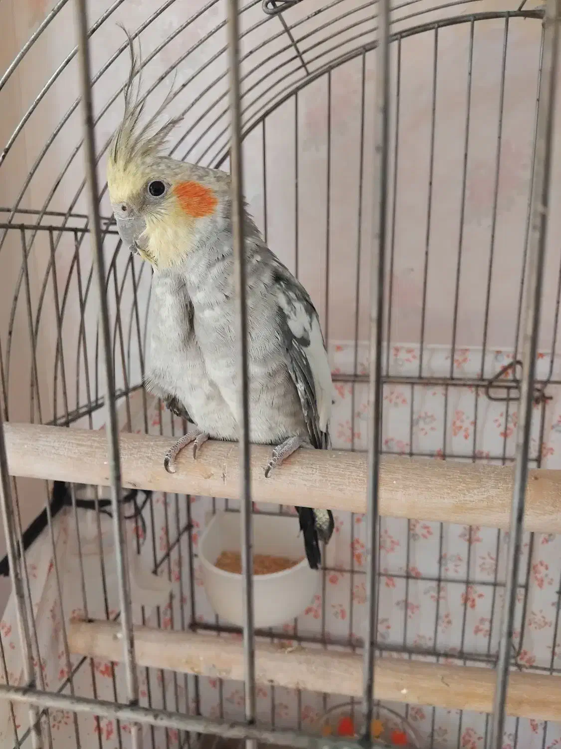 عروس هلندی نر ۷ ماهه|پرنده|زنجان, |دیوار