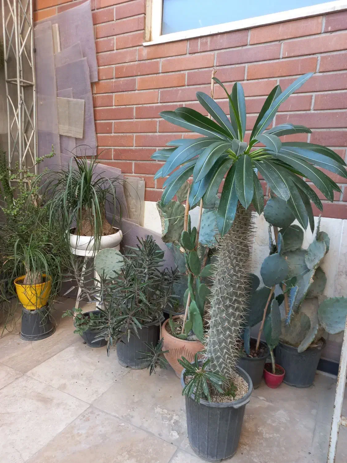 فروش کاکتوس و ساکولنت|گل و گیاه طبیعی|گرمدره, |دیوار