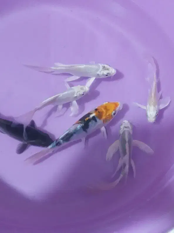 ماهی کوی ۱۰ عدد|ماهی|چهاردانگه (تهران), |دیوار