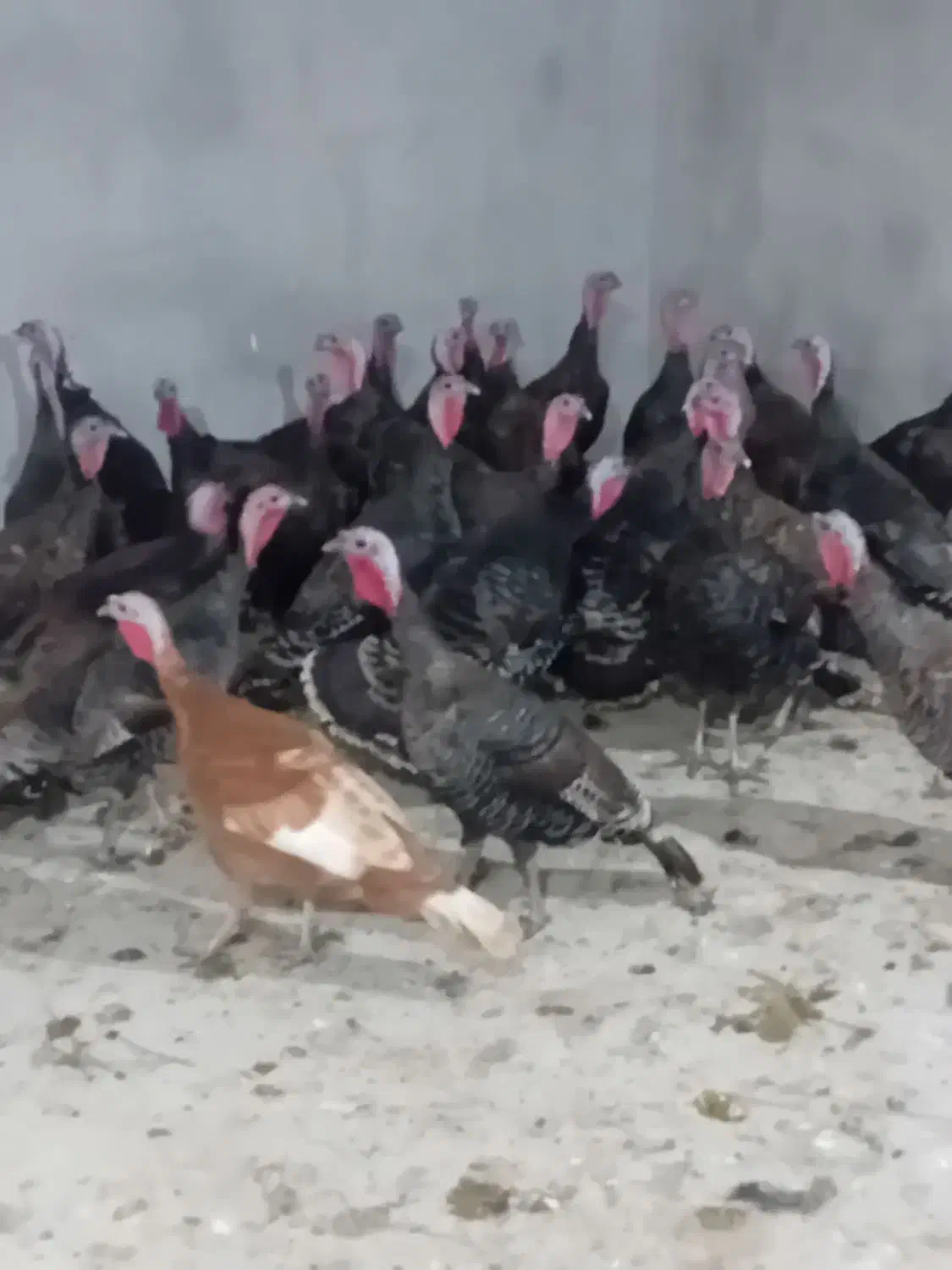 بوقلمون برنز طبیعی ماده|حیوانات مزرعه|پارس‌آباد, |دیوار