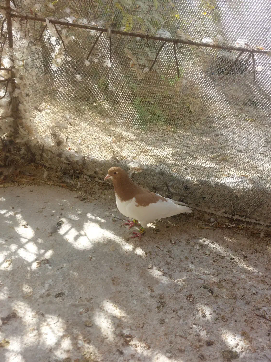 معاوضه کفتر|پرنده|سپیدان, |دیوار