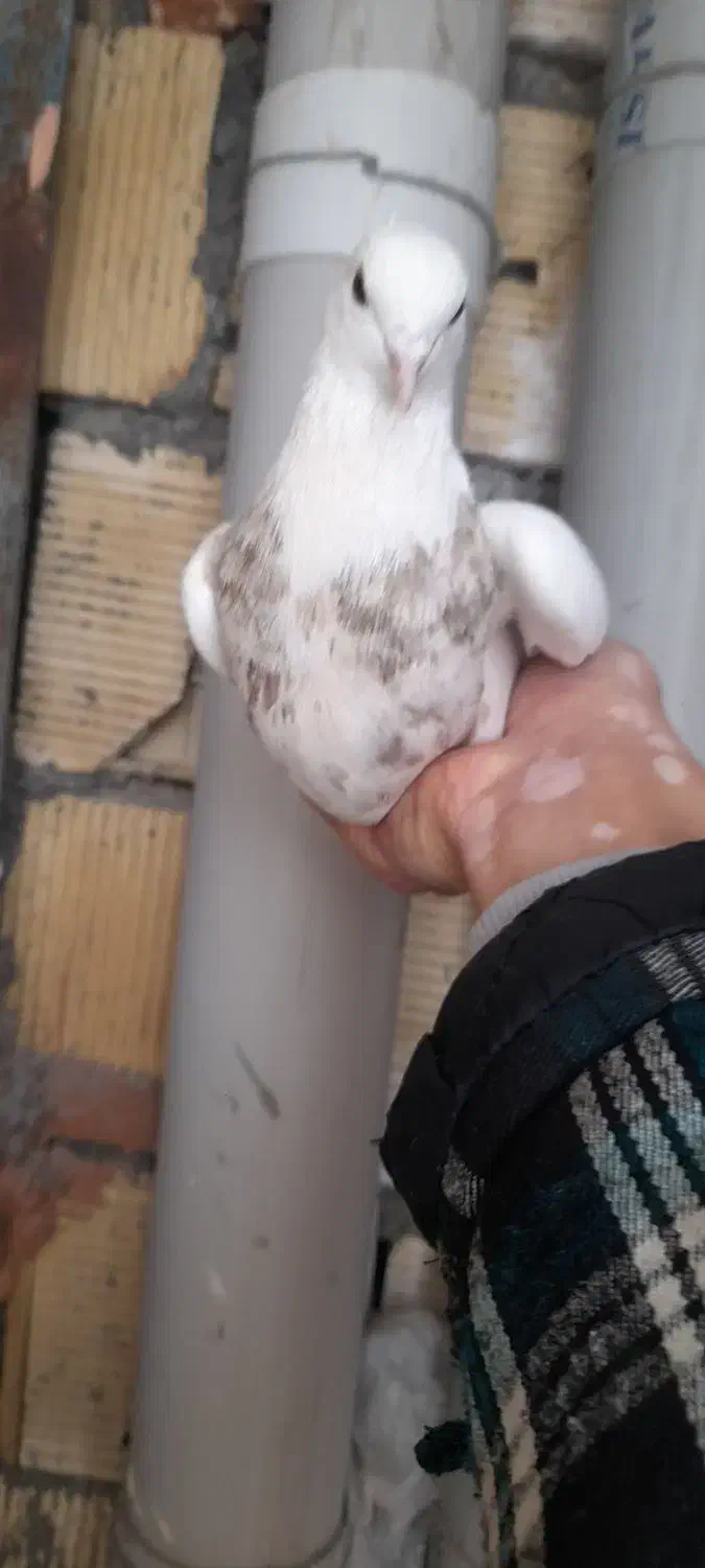 کبوتر طوق مولد|پرنده|مریوان, |دیوار