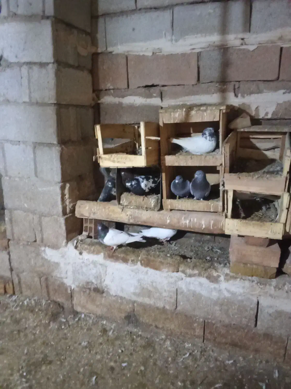 کبوتر|پرنده|جلفا, |دیوار