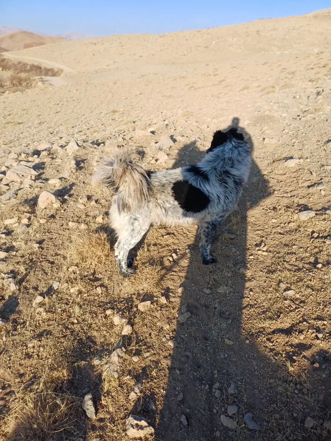 یک سگ اصیل قدرجونی نر|سگ|شیراز, شهرک مدرس|دیوار