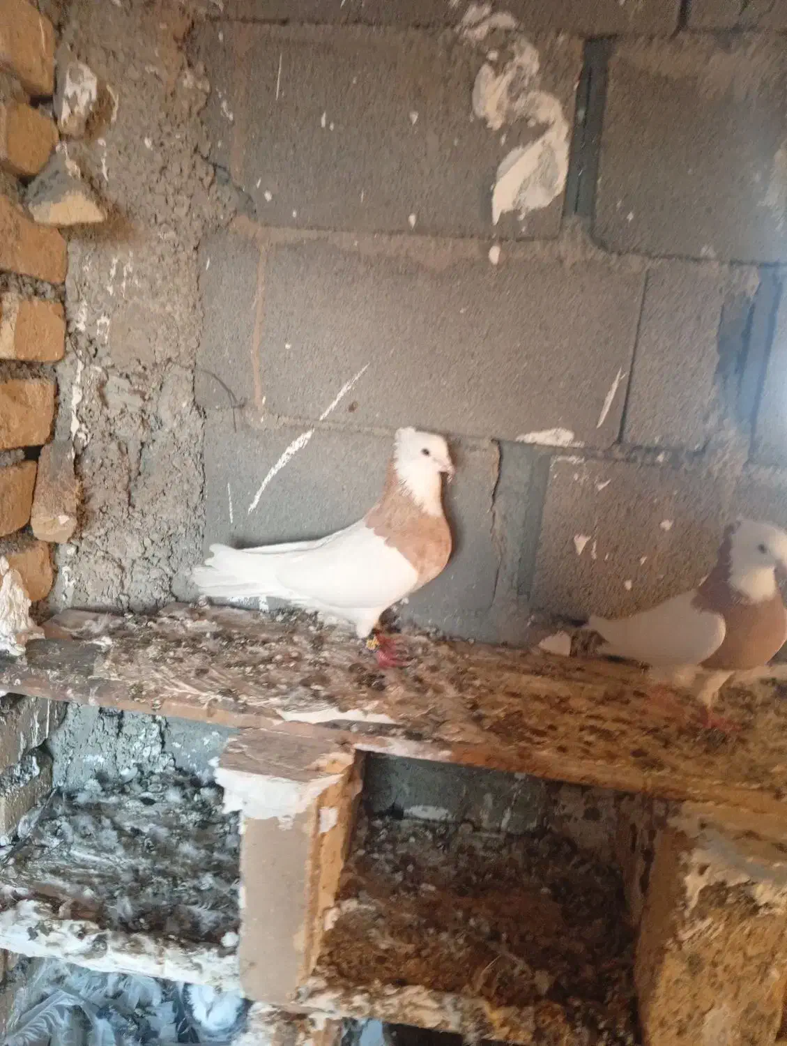 جفت زرده به شرت ا معاوضه با کله دم سبز هم دارم|پرنده|کبودرآهنگ, |دیوار