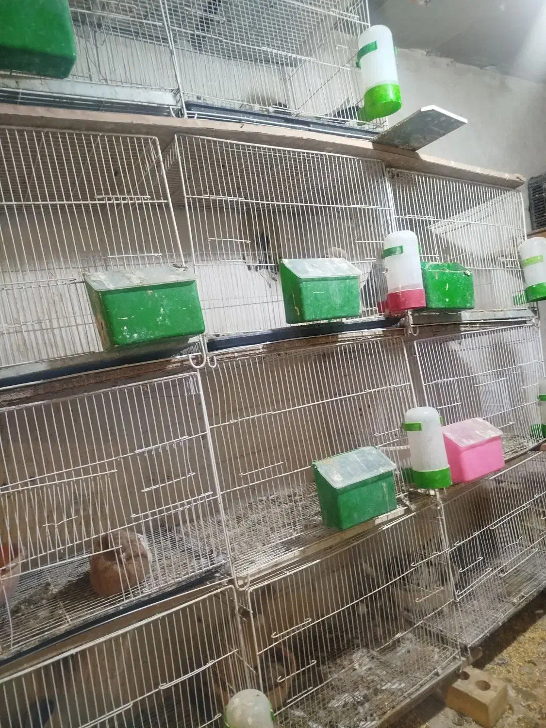 قفس ۴۰در۶۰|لوازم جانبی حیوانات|چناران, |دیوار