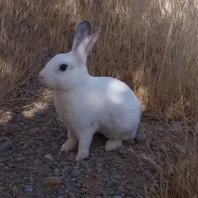 واگذاری خرگوش اهلی و مهربان برای باغ|موش و خرگوش|شیراز, کوشک میدان|دیوار