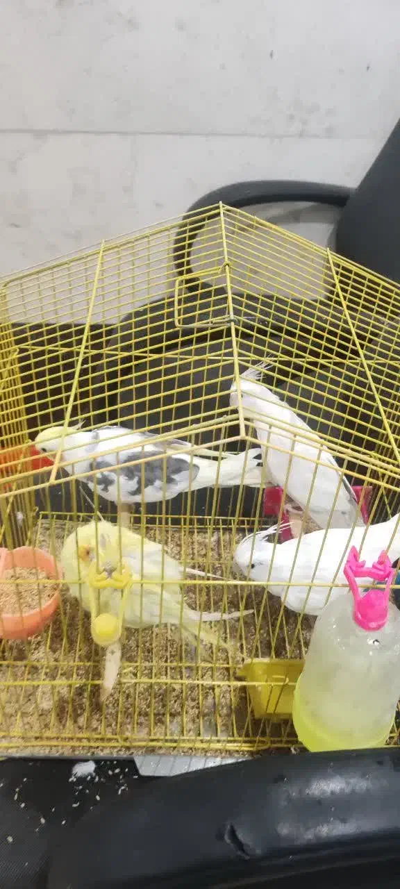 عروس هلندی با قفس|پرنده|تهران, امام زاده عبدالله|دیوار