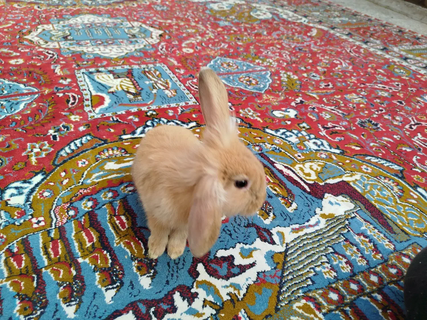 خرگوش لوپی|موش و خرگوش|زاهدان, |دیوار