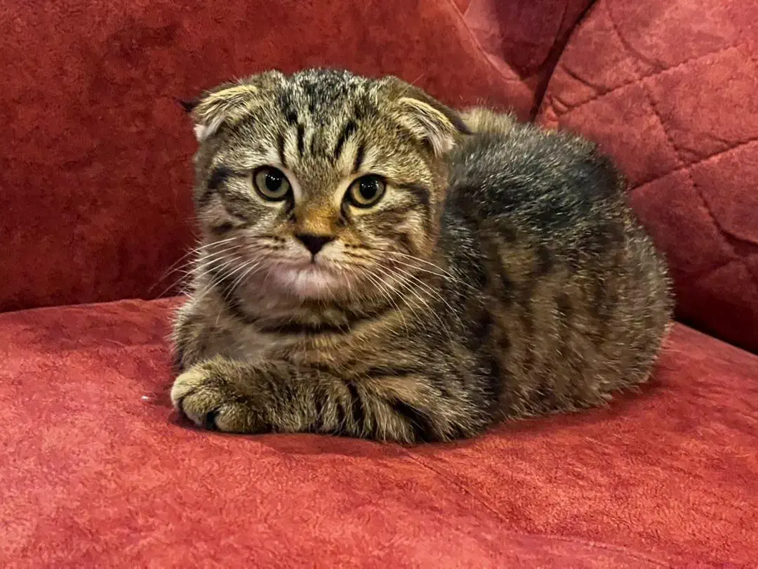 اسکاتیش دبل فولد|گربه|تهران, فردوس|دیوار