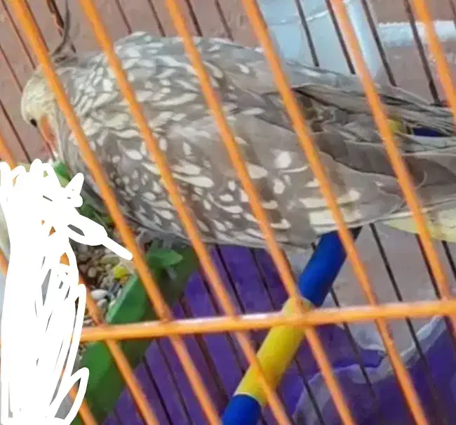 عروس هلندی ماده|پرنده|گرگان, |دیوار