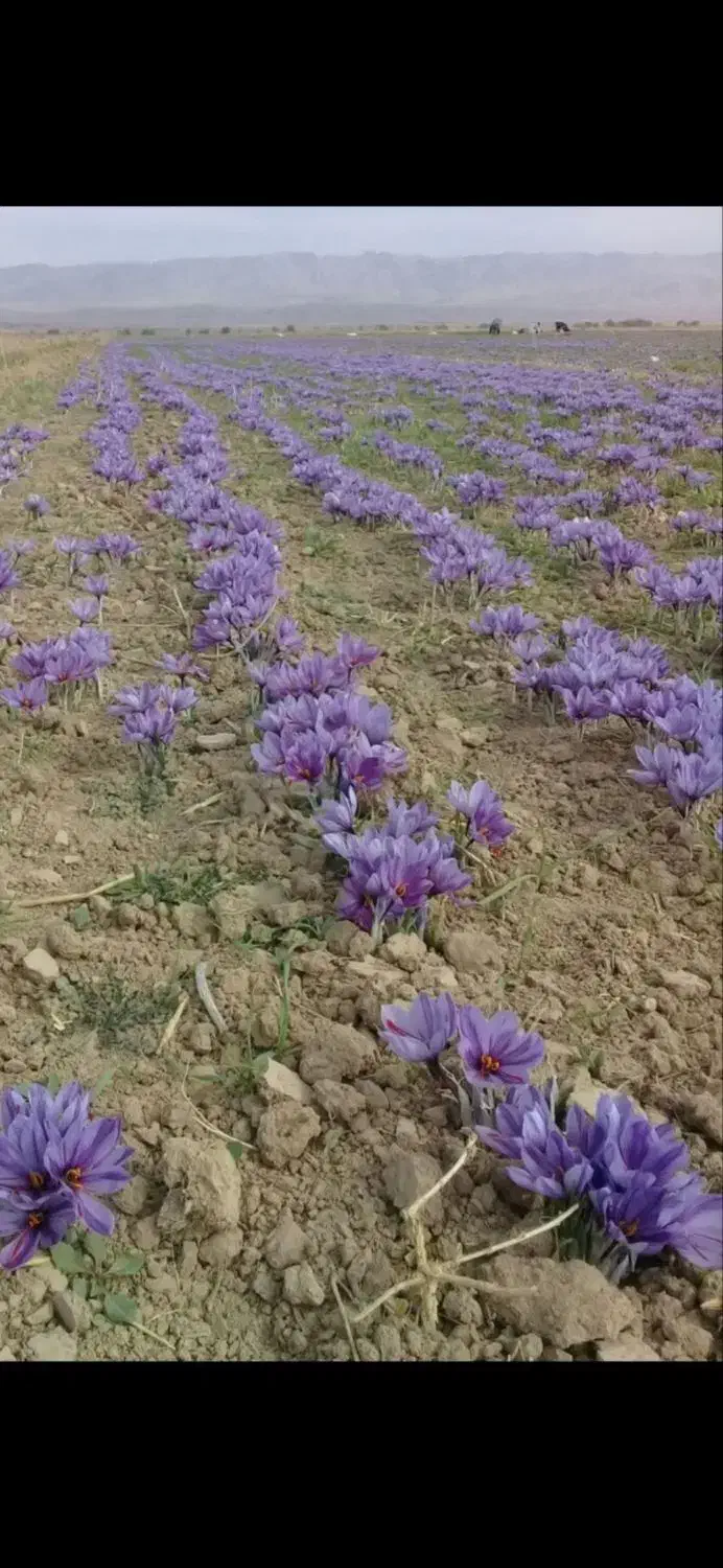 پیاز زعفران|خدمات باغبانی و درختکاری|سیدآباد, |دیوار