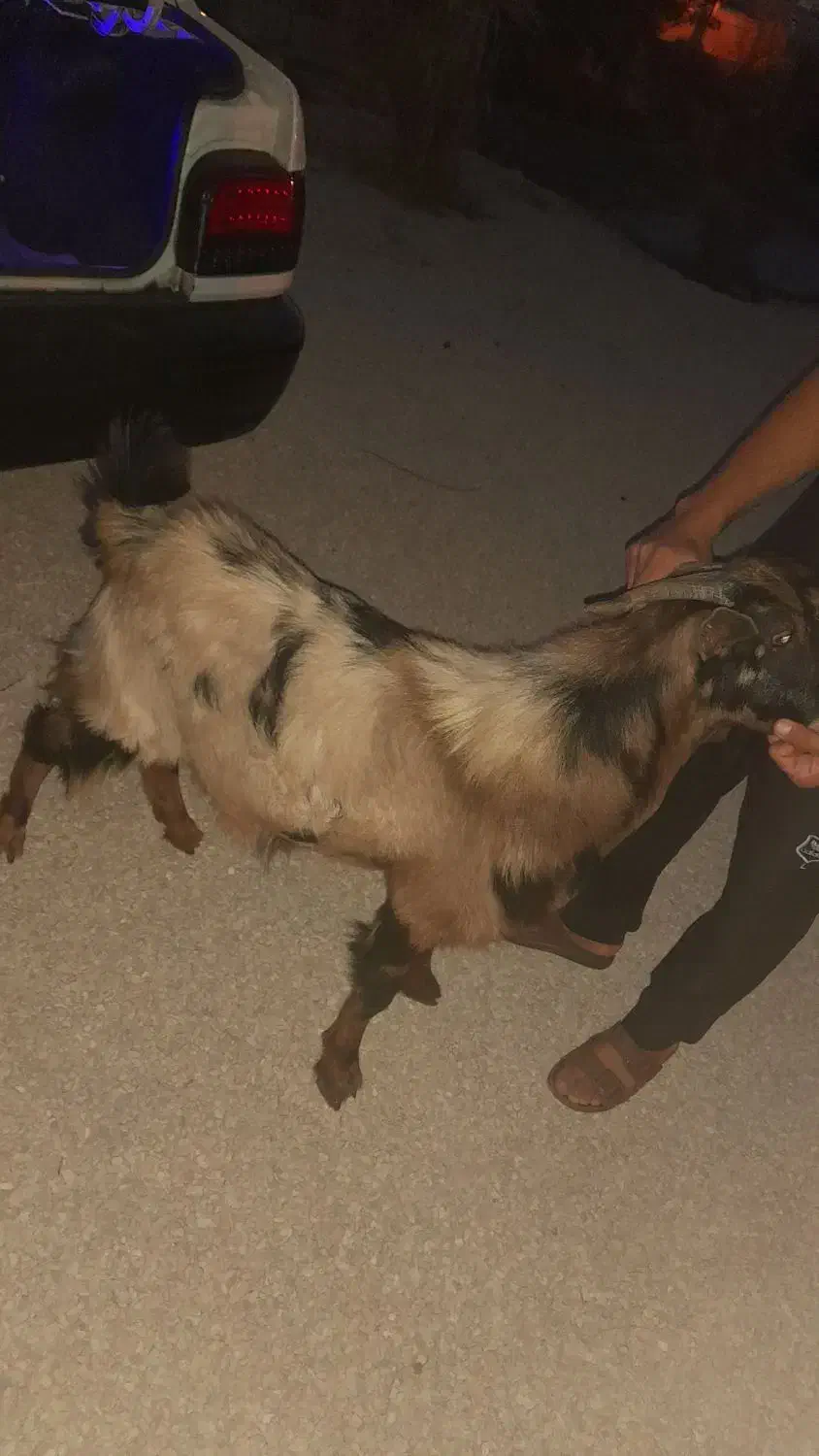 کهره نر|حیوانات مزرعه|جم, |دیوار