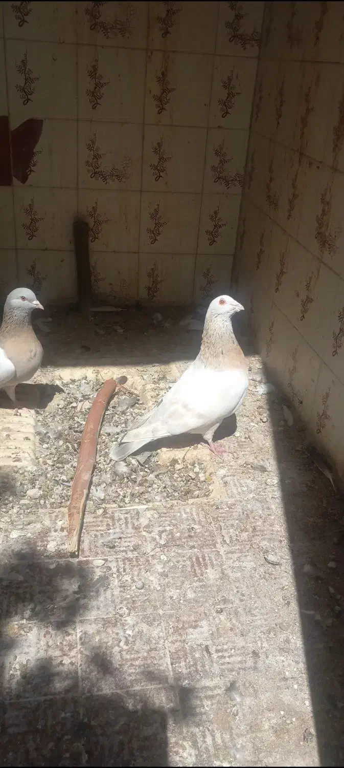 سوسنی گم|پرنده|کازرون, |دیوار