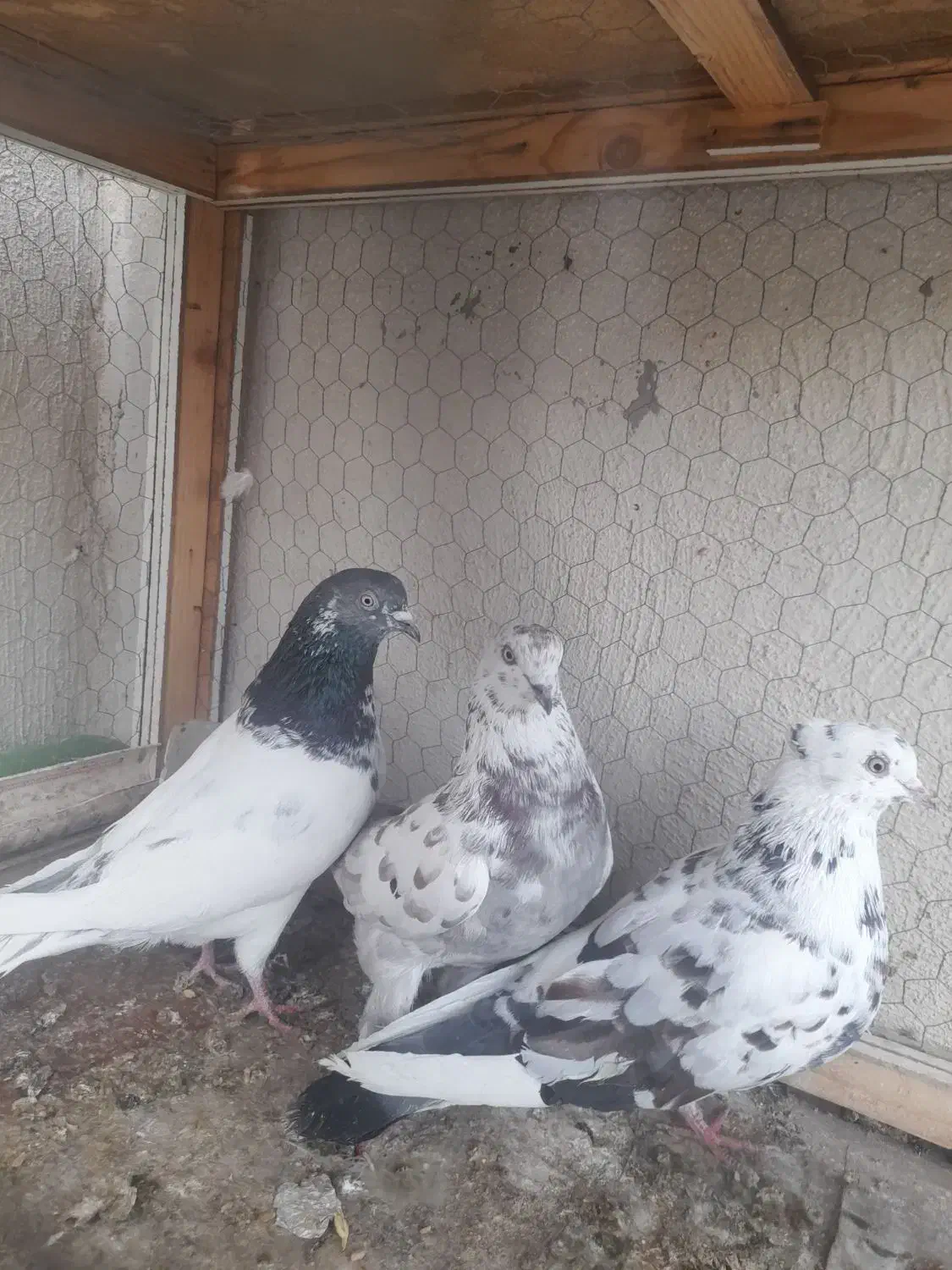 کبوتر|پرنده|اردبیل, |دیوار