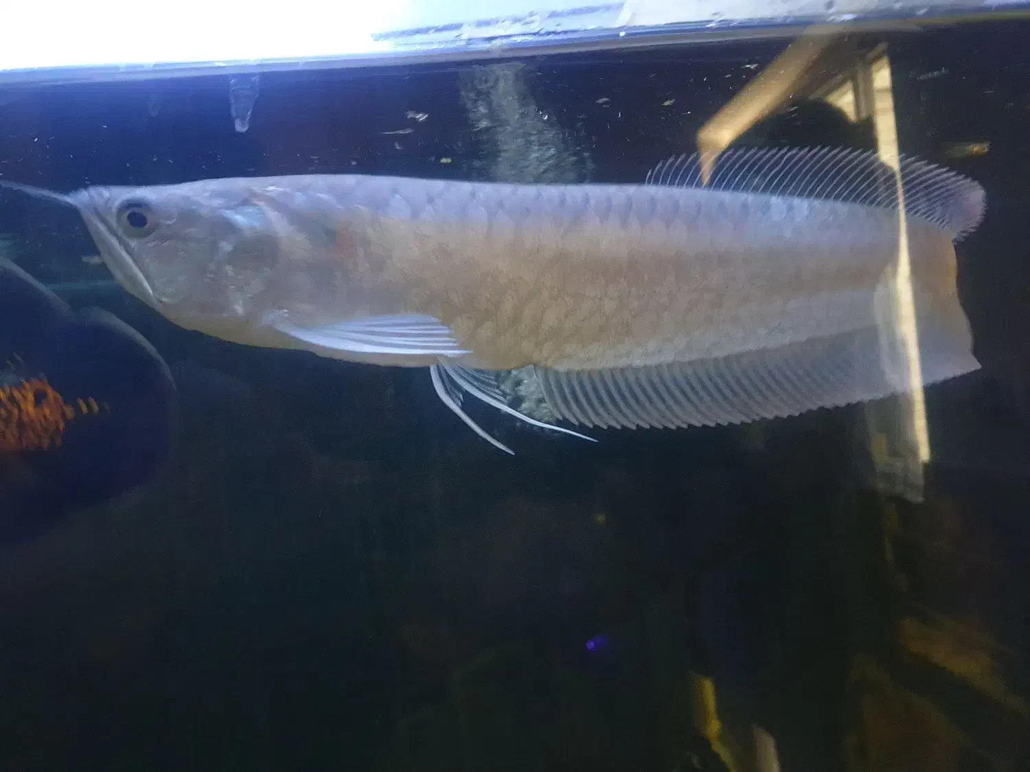 یک جفت اروانا سیلور خانگی|ماهی|اهواز, آریاشهر|دیوار