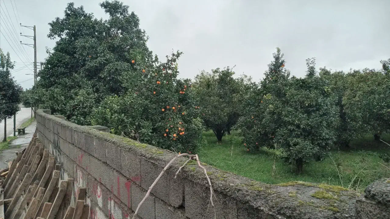 فروش ۶هکتارباغ مرکبات،دو  هکتاربافت،آب برق گاز|فروش زمین و ملک کلنگی|امامزاده عبدالله, |دیوار