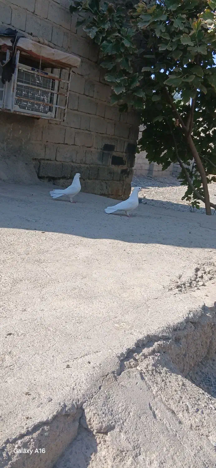 سلام جفت سفید کلاهی قلمپر سرحال|پرنده|عنبرآباد, |دیوار