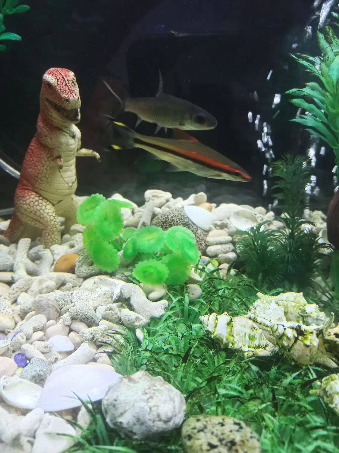 ماهی ردلاین خوش رنگ بالق|ماهی|شیراز, جوادیه|دیوار