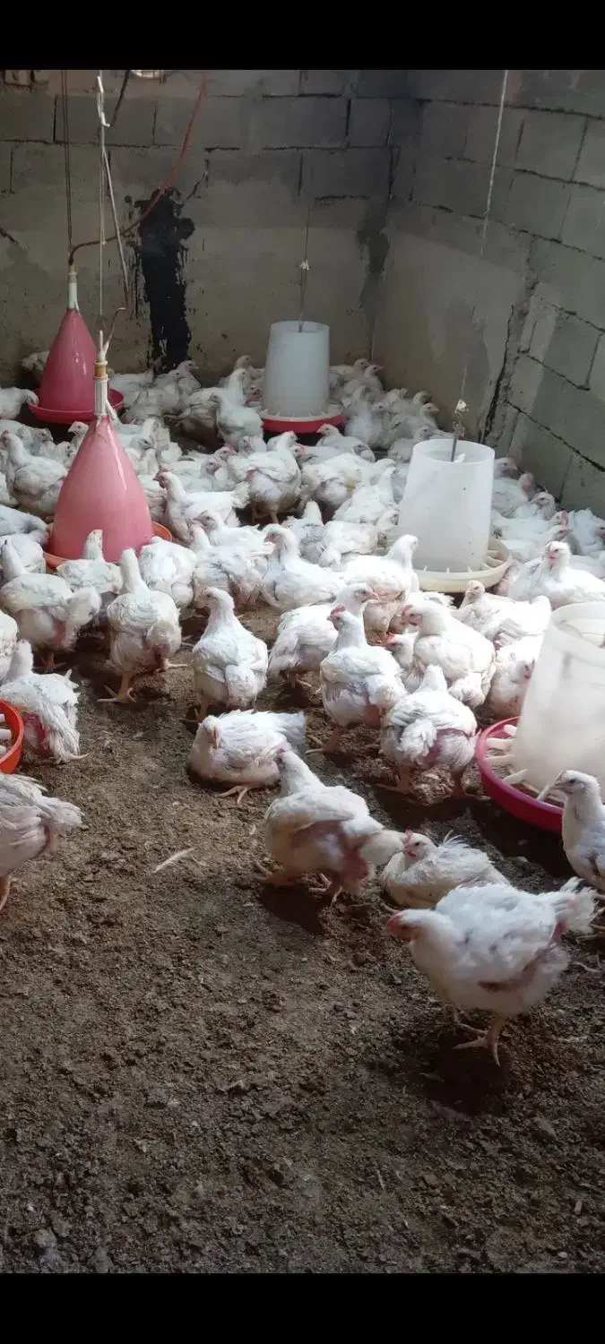 باسلام مرغ گوشتی|حیوانات مزرعه|هشتگرد, هیو|دیوار