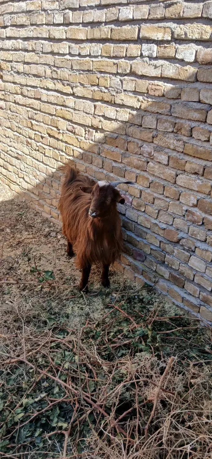 فروش بره و بزغاله ب قیمت میدون|حیوانات مزرعه|نوده انقلاب, |دیوار