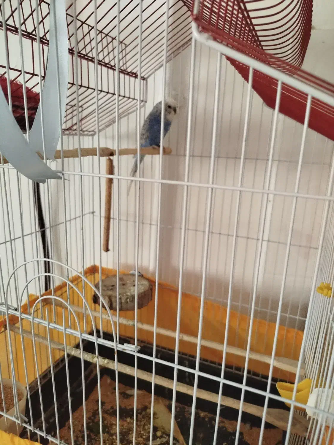 مرغ عشق نر|پرنده|پاکدشت, پاکدشت (مامازند)|دیوار