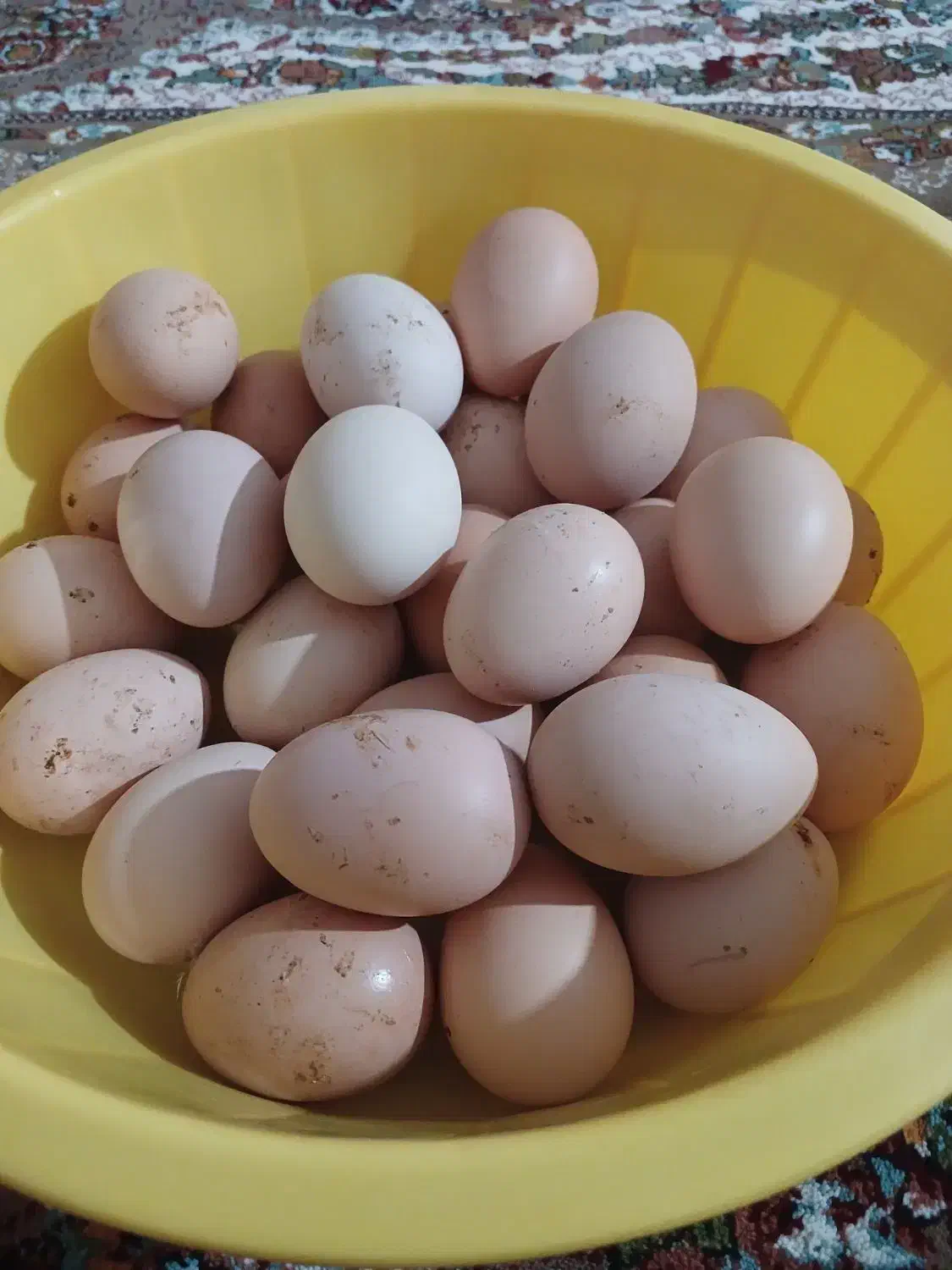 تخم مرغ نطفه دار وخروس محلی|حیوانات مزرعه|شاهین دژ, |دیوار