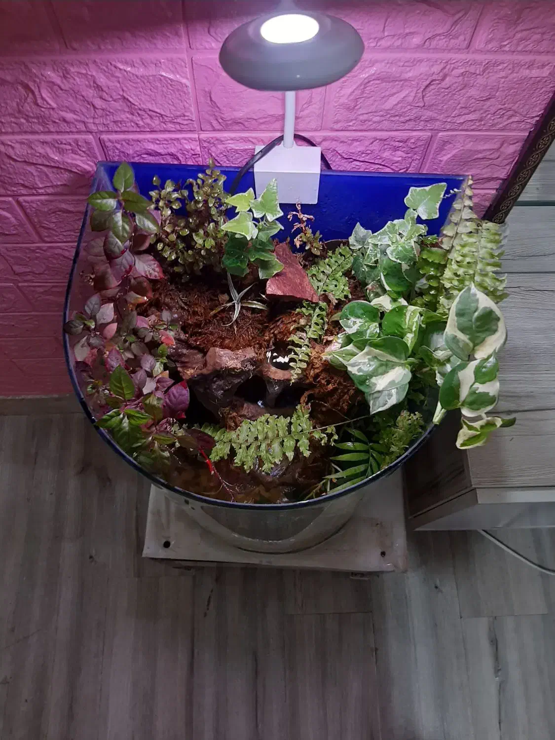 پالاداریوم (اکواریوم)|گل و گیاه طبیعی|یزد, |دیوار