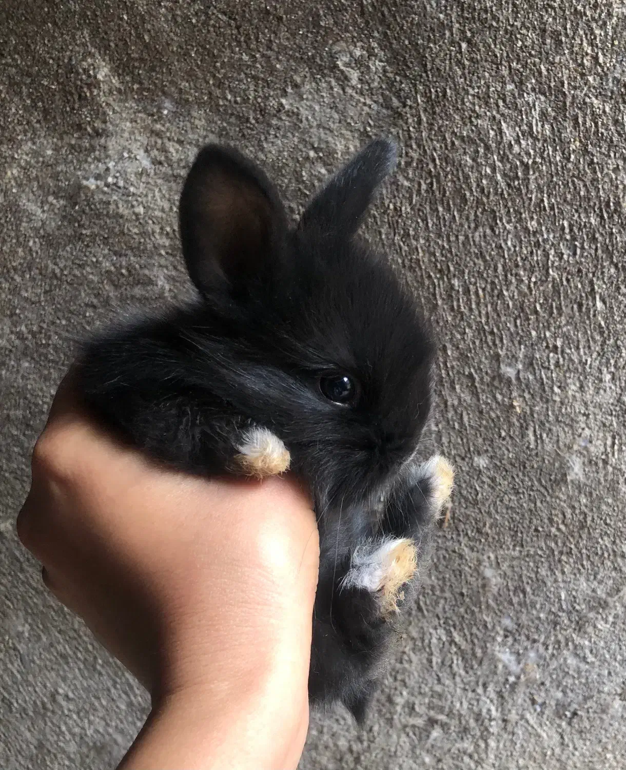 بچه خرگوش فلت|موش و خرگوش|قائم‌شهر, |دیوار