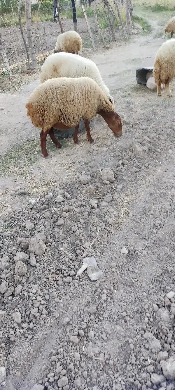 میش|حیوانات مزرعه|گیلان غرب, |دیوار