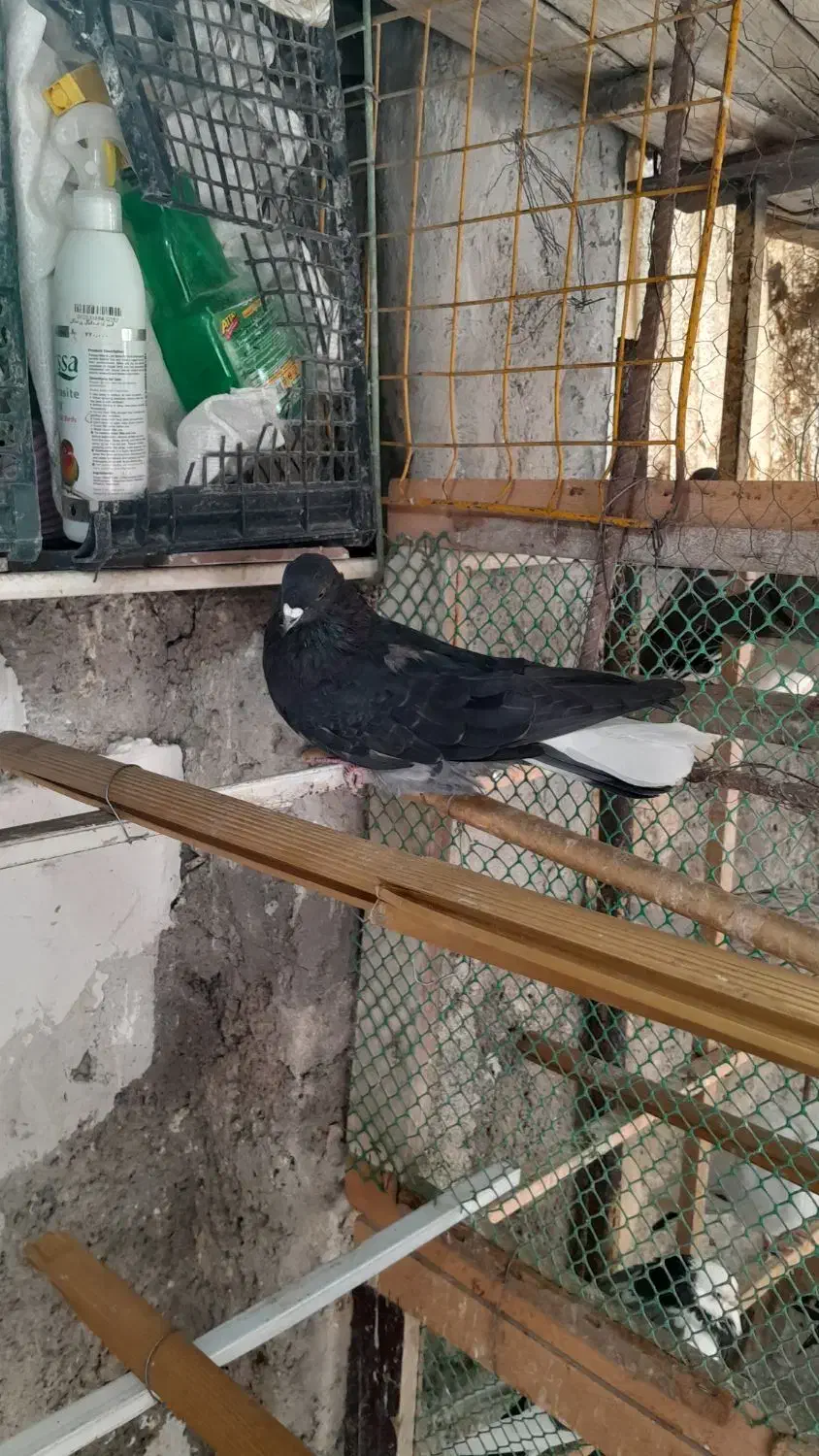 کبوتر حرفه ای|پرنده|فردیس, سرحدی|دیوار