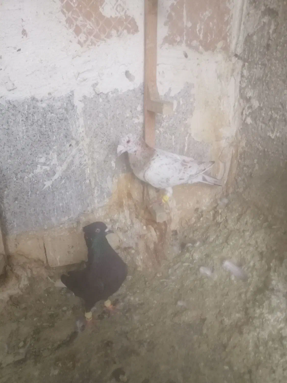 111|پرنده|شیراز, میرزاکوچک خان|دیوار