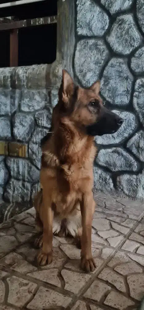 سگ ژرمن ماده|سگ|شهرکرد, |دیوار