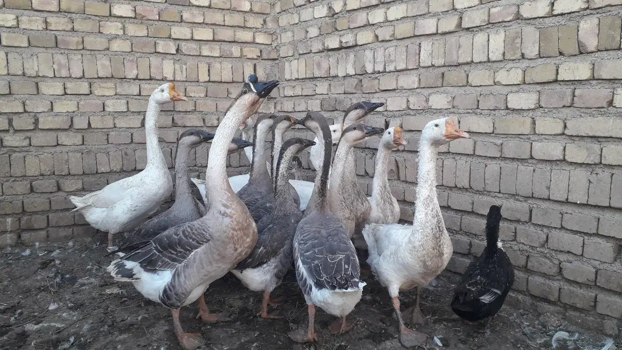 انواع حیوانات خانگی|حیوانات مزرعه|مرند, |دیوار