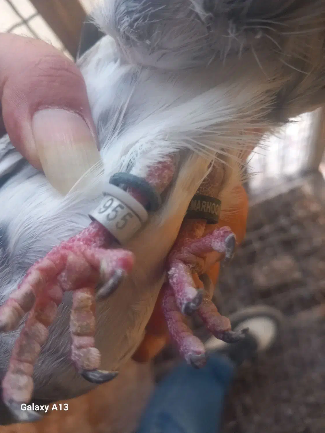 گرفتنی|حیوانات|اهواز, ۲۰۰۰واحدی|دیوار