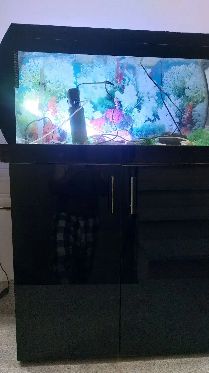 اکواریوم به همراه کمد ام دی اف|ماهی|مشهد, عامل|دیوار