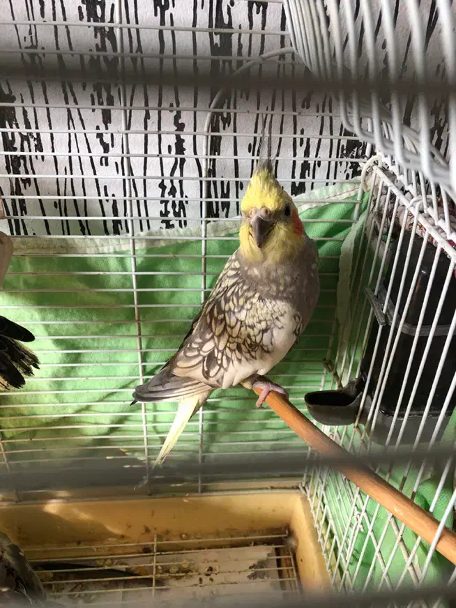 چهار عدد عروس هلندی|پرنده|آزادشهر, |دیوار