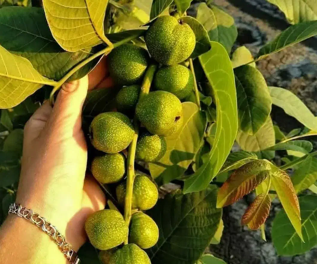 پیشفروش نهال گردو با تضمین باردهی از سال اول|خدمات باغبانی و درختکاری|تویسرکان, |دیوار