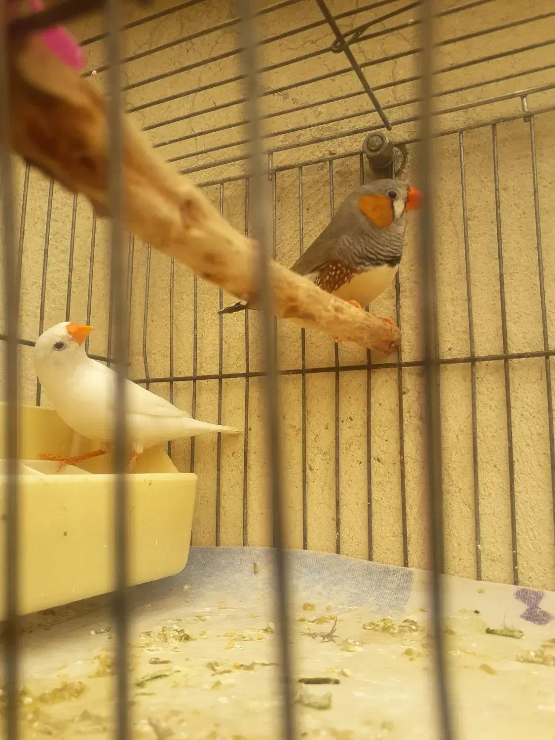 فنج زبرا جفت بالغ جوان آماده جوجه کشیدن|پرنده|بهارستان, |دیوار