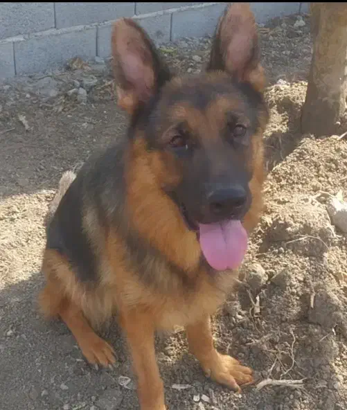 ژرمن شپرد ماده|سگ|بابل, |دیوار