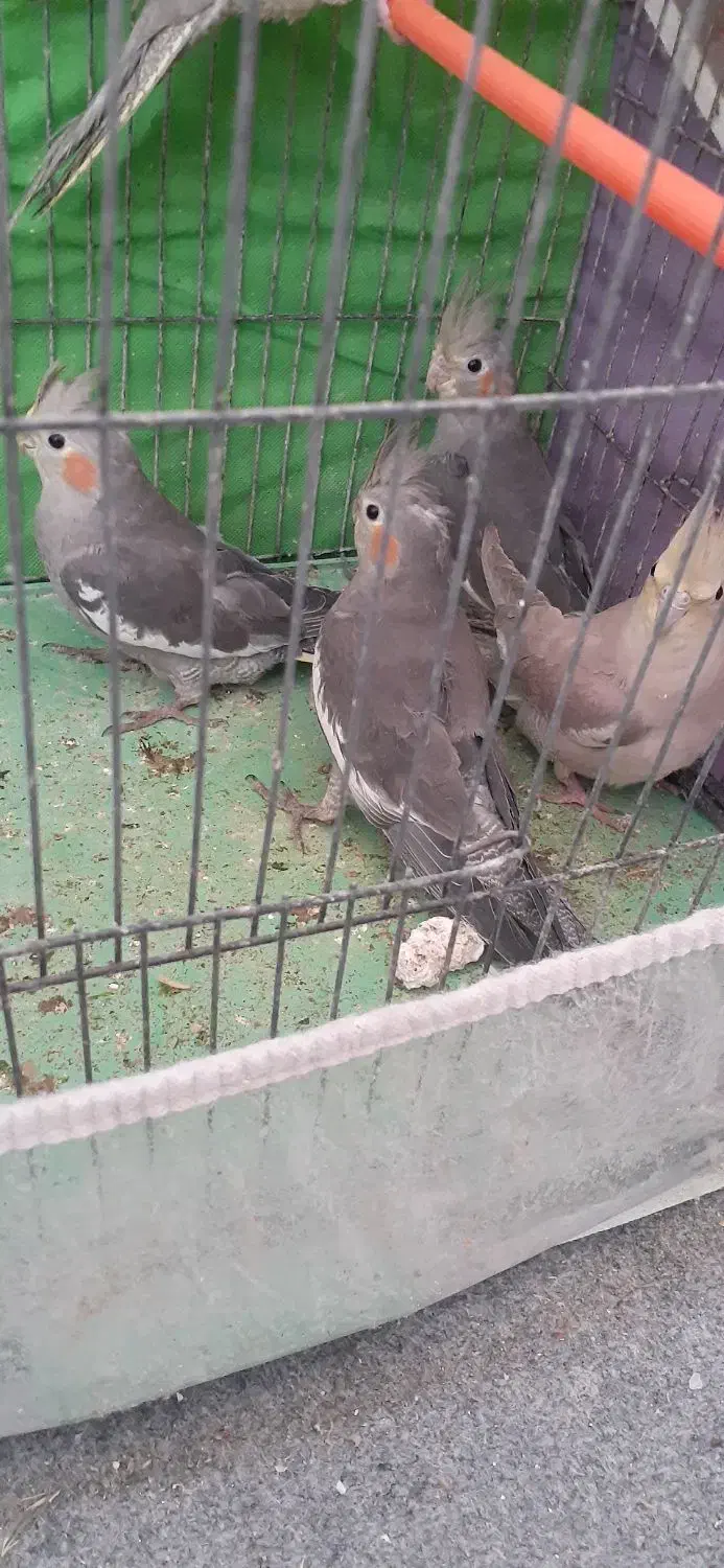 عروس هلندی|پرنده|اردبیل, |دیوار