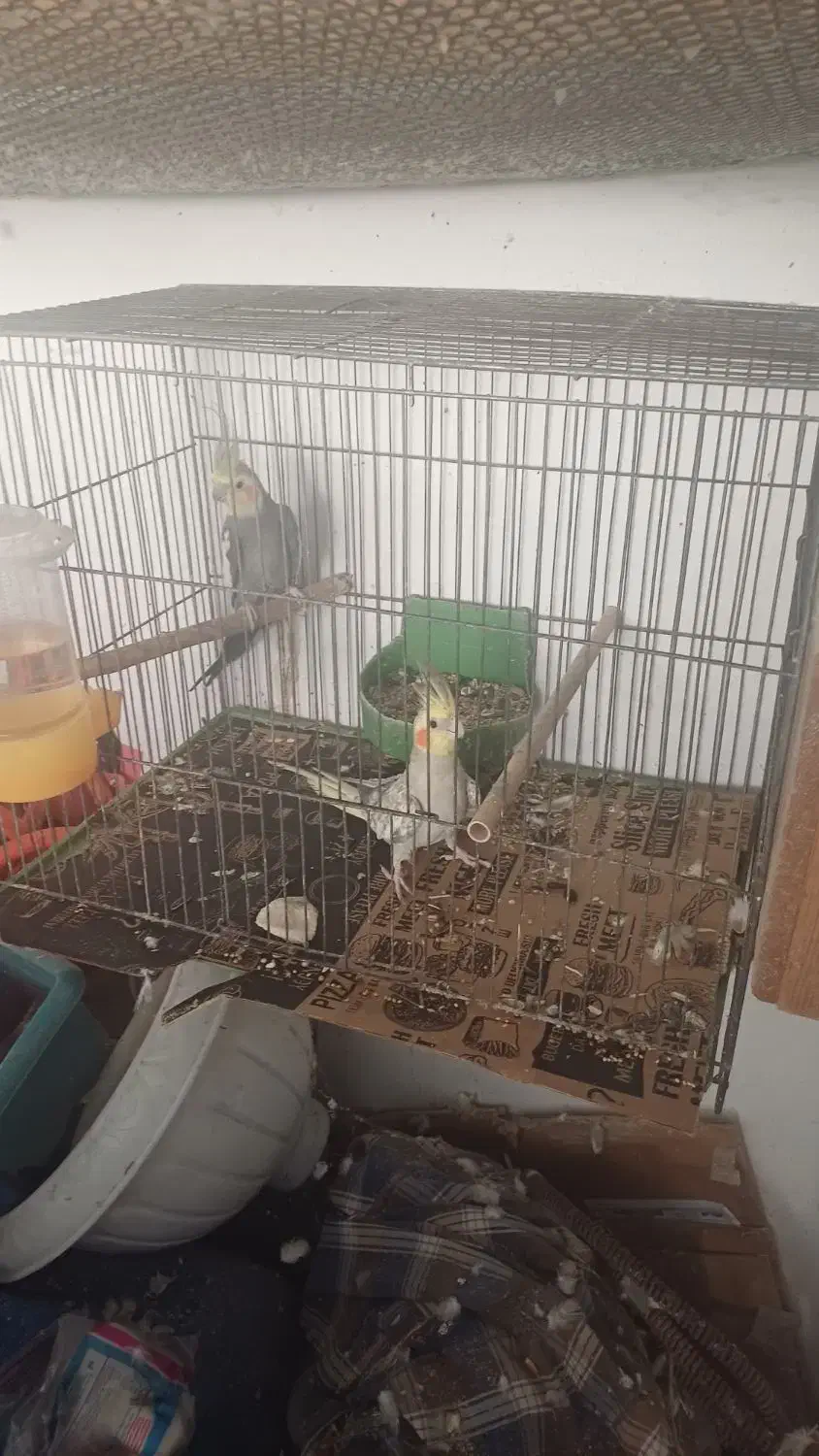 طوطی عروس تخم گذار|پرنده|رشت, هلال احمر|دیوار