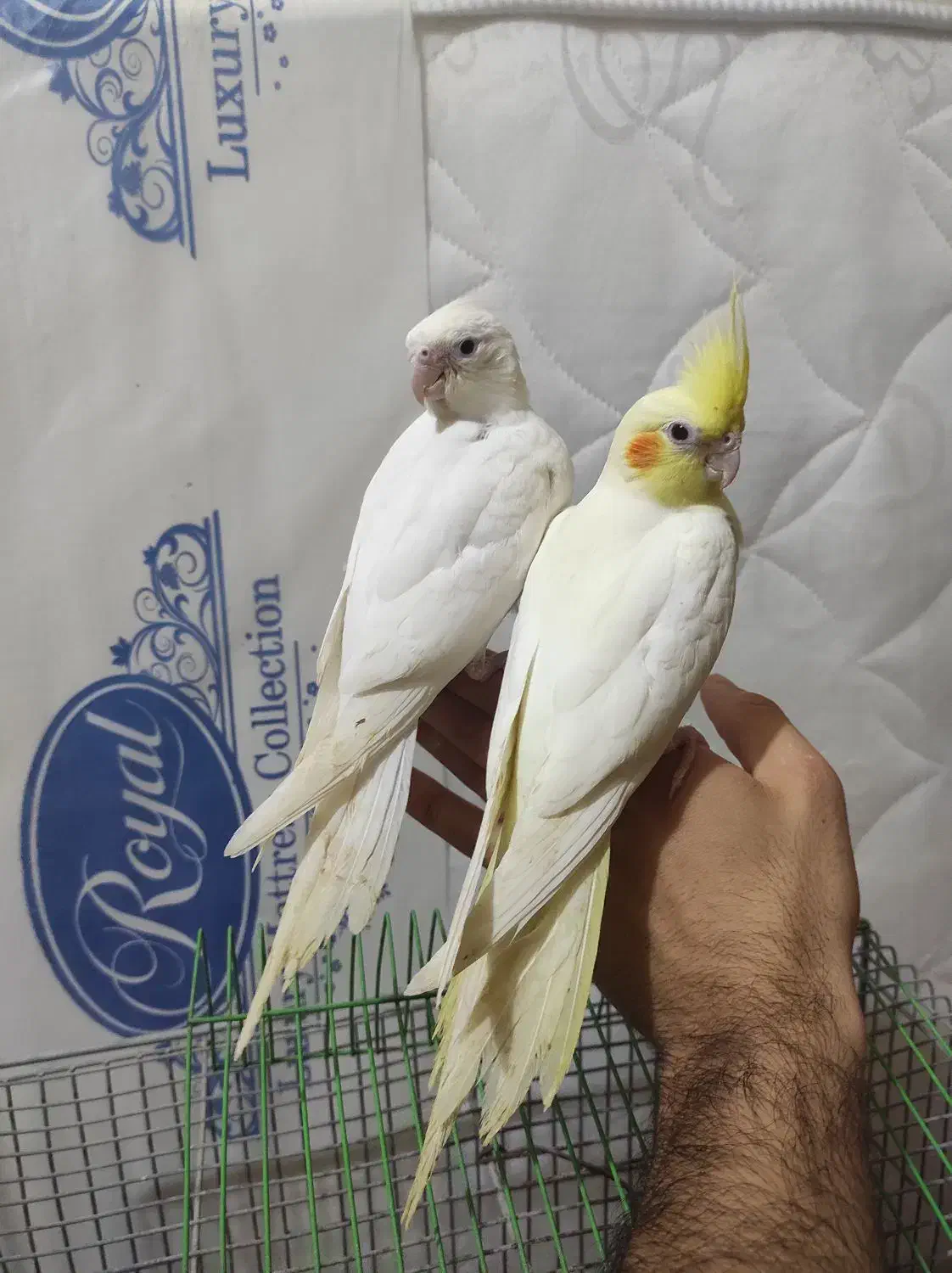 جوجه عروس هلندی خورموج|پرنده|خورموج, |دیوار